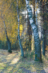 Fototapeta premium birch tree with green yellow leaves fall