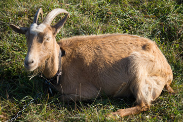 Happy Goat brown