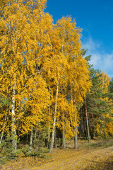 birch tree with green yellow leaves fall