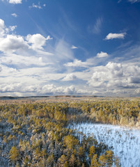 Winter wild taiga