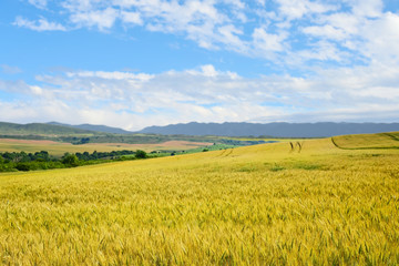 Wheat field. Golden wheat over mountains and blue sky