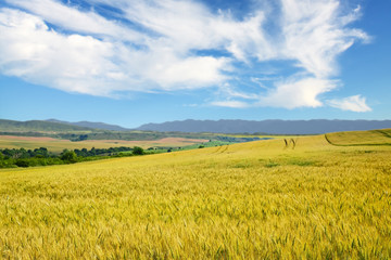 Fototapeta premium Wheat field. Golden wheat over mountains and blue sky