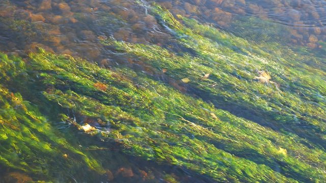 Fresh water seaweed in river Dee, Aberdeen Scotland UK
