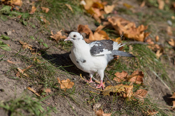 Portrait of a white dove