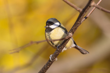 titmouse close up