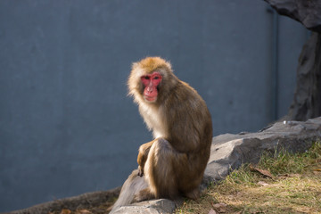 Fototapeta premium サル