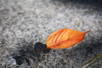 水面に浮かぶ落葉