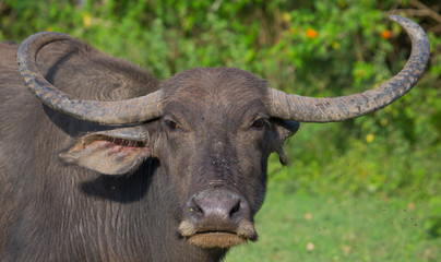 Portrait of a buffalo. Sri Lanka. An excellent illustration. Close-up.