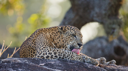 The leopard lies on a large stone under a tree. Sri Lanka. An excellent illustration.