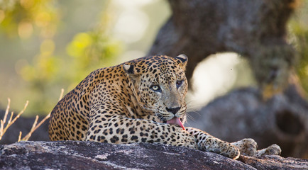 The leopard lies on a large stone under a tree. Sri Lanka. An excellent illustration.