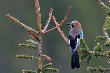 jay in natural habitat  (Garrulus Glandarius)