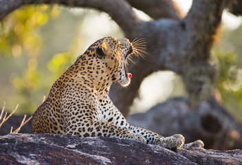 The leopard lies on a large stone under a tree and yawns. Sri Lanka. An excellent illustration.