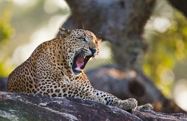 The leopard lies on a large stone under a tree and yawns. Sri Lanka. An excellent illustration.