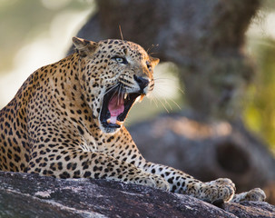 The leopard lies on a large stone under a tree and yawns. Sri Lanka. An excellent illustration.