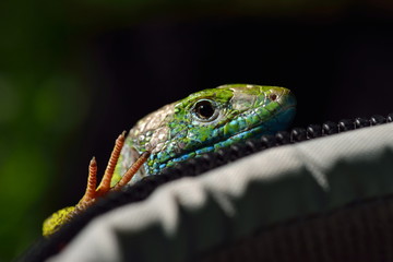 green lizard outdoor