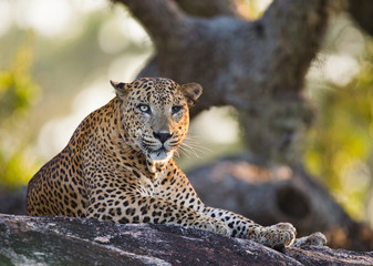 Obraz premium The leopard lies on a large stone under a tree. Sri Lanka. An excellent illustration