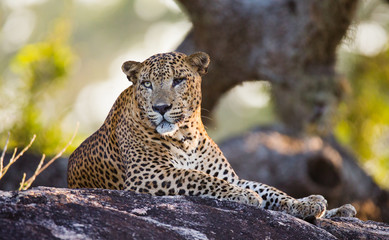 The leopard lies on a large stone under a tree. Sri Lanka. An excellent illustration