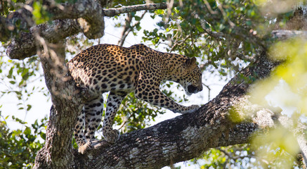 Leopard standing on a large tree branch. Sri Lanka. An excellent illustration.