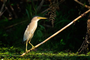 little bittern watching (ixobrychus minutus)