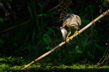 little bittern watching (ixobrychus minutus)