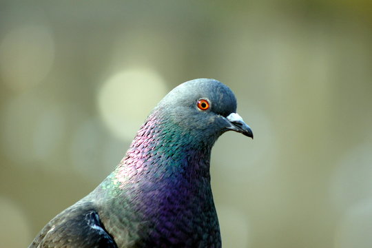 Gray pigeon in Poland