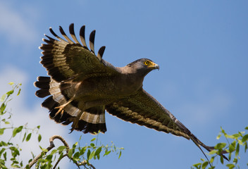 Large predatory bird at the time of takeoff. Sri Lanka. An excellent illustration.
