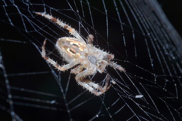 garden spider hunting in Poland 