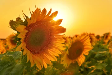 Abwaschbare Fototapete Sonnenblume Sunflowers