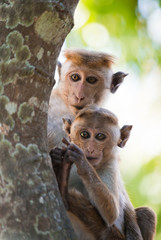 Fototapeta premium Monkeys sitting on a tree. Sri Lanka. An excellent illustration.