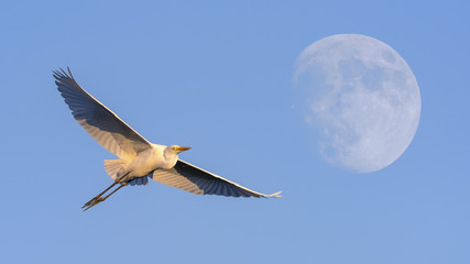 Great egret in flight