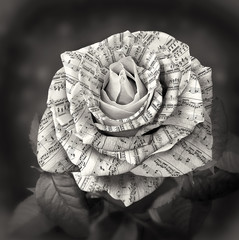Beautiful black and white rose with note on the petals - 95383448