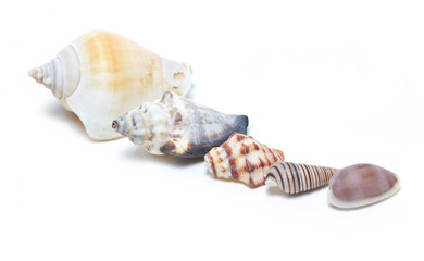 Variety of sea shells isolated on white.