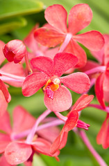 Close up of Red Orchid.