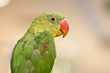 Close up of Parrot bird.