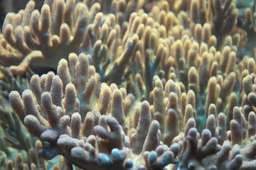 detail of coral background