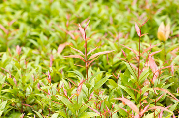 Photinia fraseri Birmingham (Syzygium campanulatum).