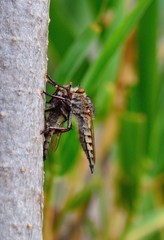 Robber fly trapping other robber fly