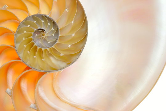 nautilus shell isolated on white background