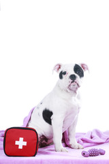 Fototapeta premium Englische Bulldogge Welpe mit Erste Hilfe Set