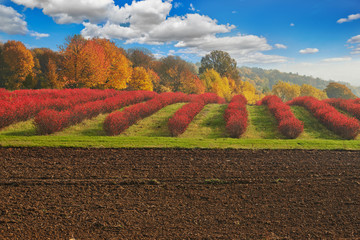 Jesienny krajobraz nad polskimi polami i lasami