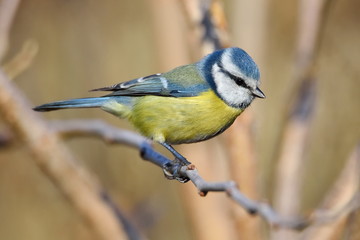 blue tit on branch in winter (parus caeruleus)