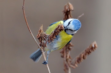 Obraz premium blue tit on branch (parus caeruleus)