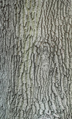 Bark of oak tree