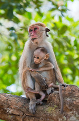 Monkey mother with a baby sits on a tree. Sri Lanka. An excellent illustration.