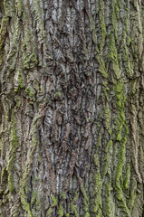 Obraz premium Bark of oak tree