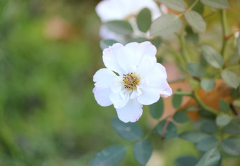 Obraz premium White wild flower