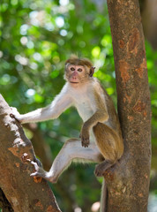 Monkey sitting on a tree. Sri Lanka. An excellent illustration.
