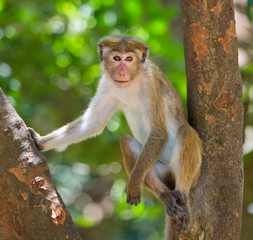 Monkey sitting on a tree. Sri Lanka. An excellent illustration.