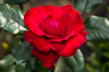 Red Rose 1