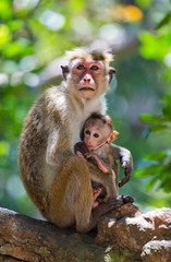 Monkey mother with a baby sits on a tree. Sri Lanka. An excellent illustration.